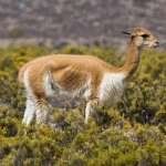 geislerfarmbisnistrend